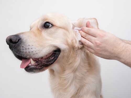 Un veterinario dello Studio Panda pulisce le orecchie di un cane labrador