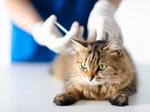 Un gatto su un tavolo viene vaccinato da un veterinario