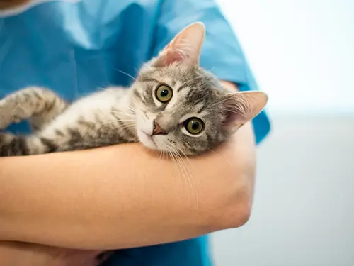 Un gatto in braccio ad un veterinario dello Studio Panda di Tesserete