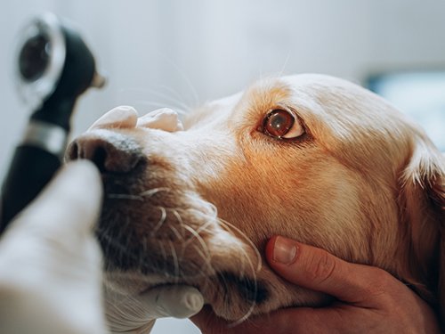 Un veterinario controlla gli occhi di un cane con un oftalmoscopio