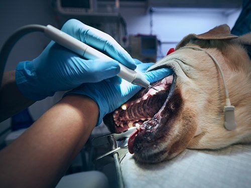 Il dott Pascal Molinari effettua la pulizia dei denti ad un cane sedato