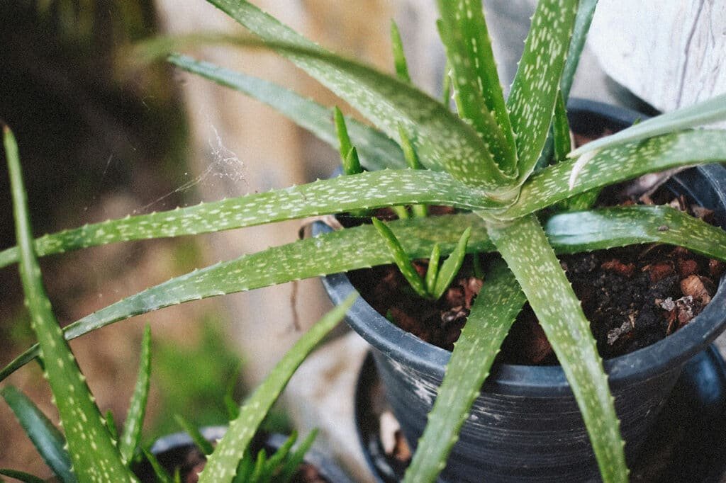 Una pianta di Aloe Vera in vaso