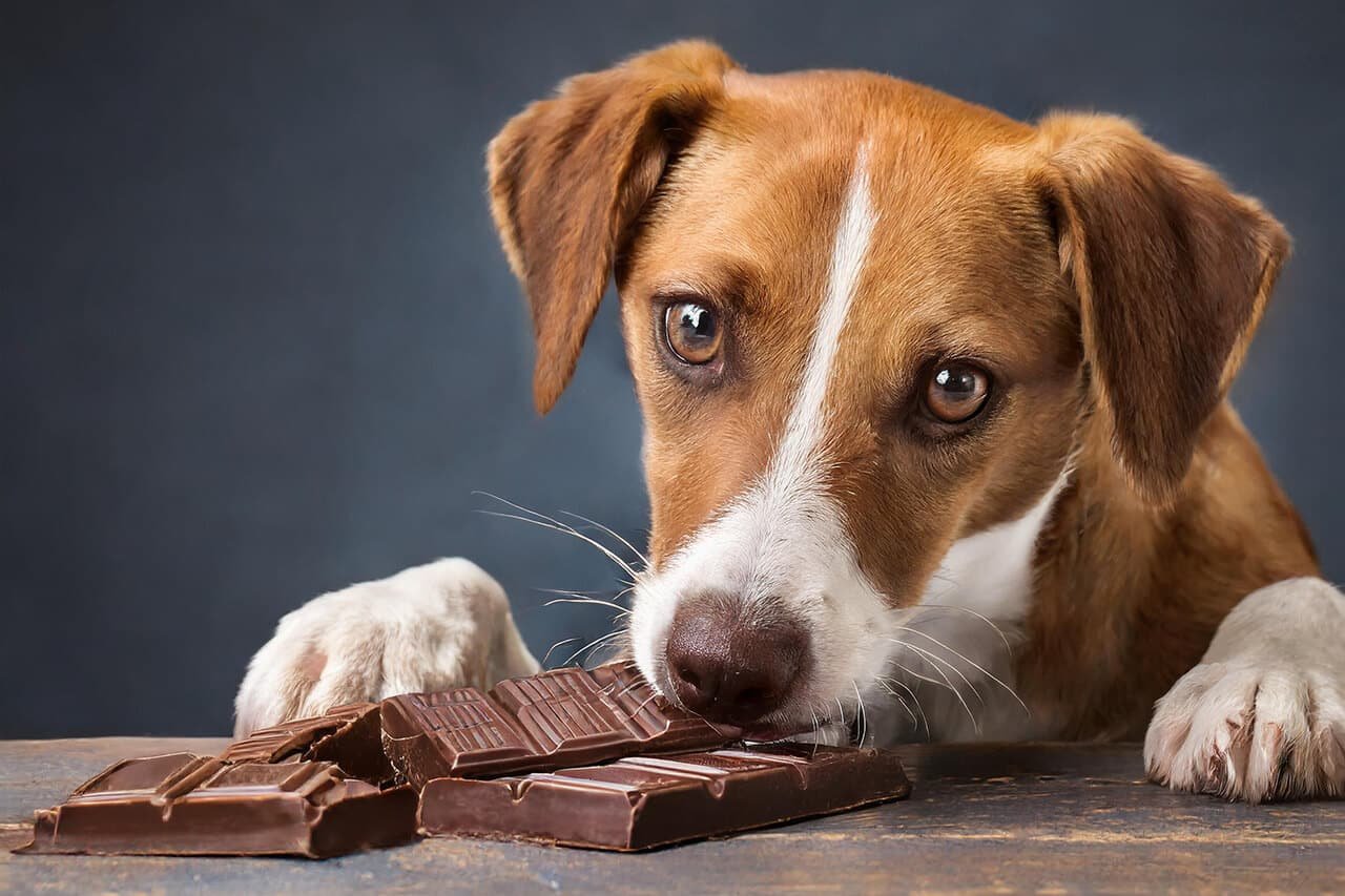 Un cane bianco e marrone con le zampe sul tavolo si avvicina a della cioccolata