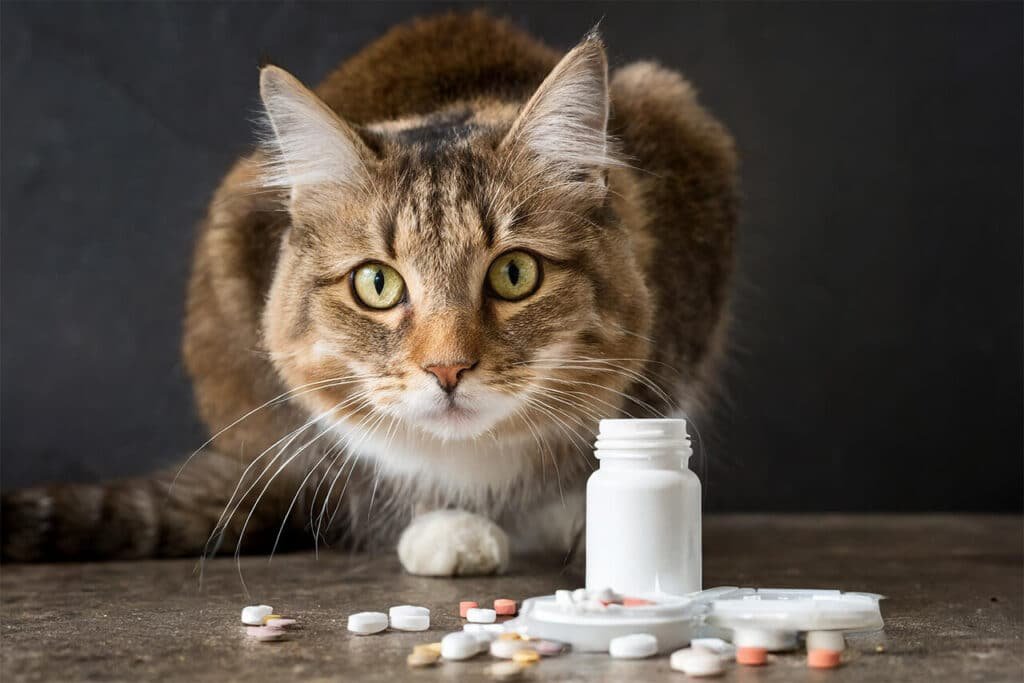 Un gatto si avvicina a dei farmaci lasciati su un tavolo