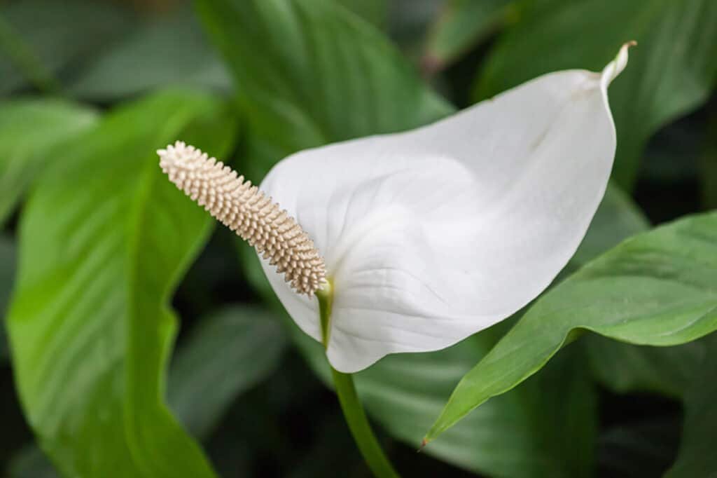 Il fiore bianco a cucchiaio di una pinata di spatifillo